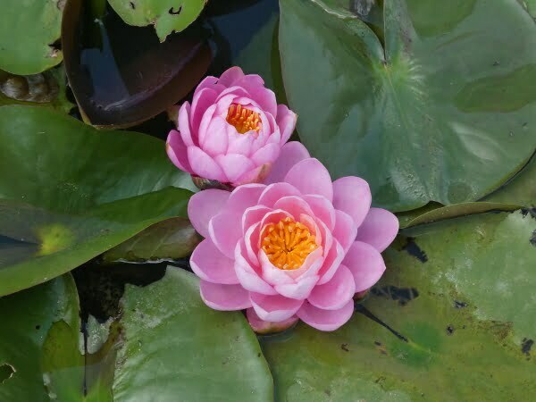 ninfea-pink-peony-2