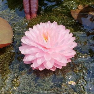 Nénuphar Nymphaea 'Pink Pom Pom'