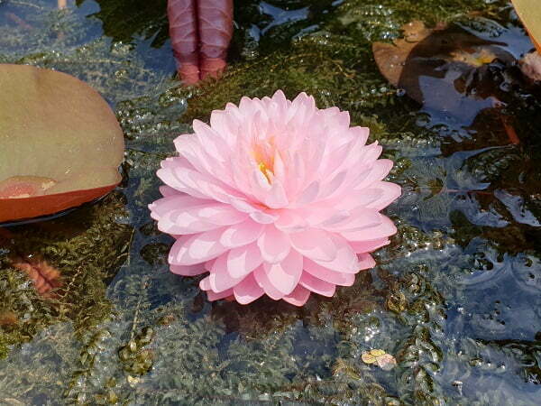 ninfea-pink-pom-pom-2