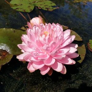 ninfea-pink-pom-pom-3