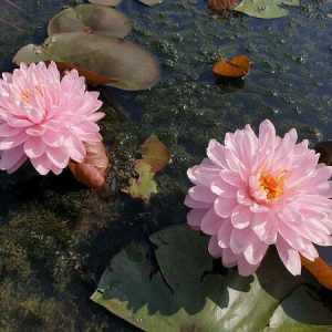 ninfea-pink-pom-pom