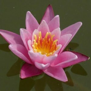 ninfea-pink-sensation-2