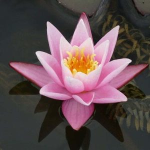 ninfea-pink-sensation-3
