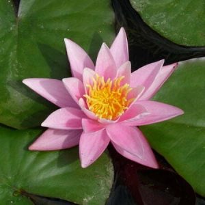 Nénuphar Nymphaea 'Pink Sensation'