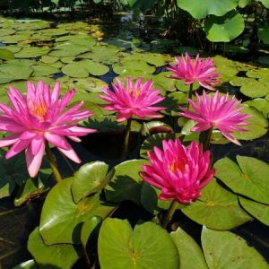 ninfea-pink-silk-2