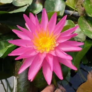 ninfea-pink-silk-3