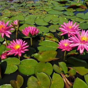 ninfea-pink-silk