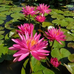 Nénuphar Nymphaea 'Pink Silk'
