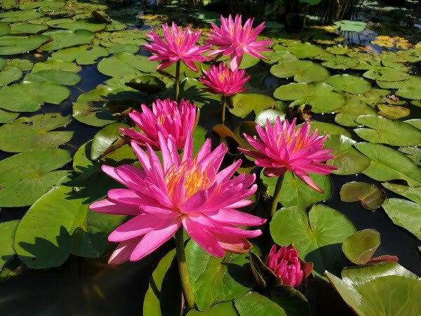 ninfea-pink-silk-4