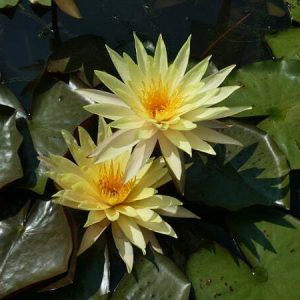 Nénuphar Nymphaea 'Pinwaree'