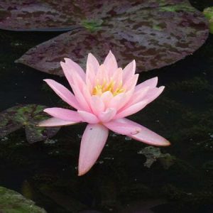 Nénuphar Nymphaea 'Prakaysad'