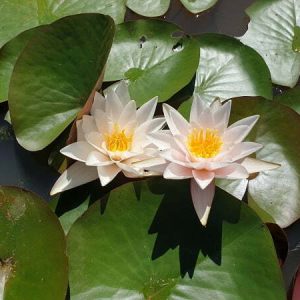 Nénuphar Nymphaea 'Princess Elizabeth'