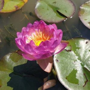 Nénuphar Nymphaea 'Queen Sirikit'