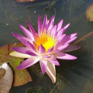Nénuphar Nymphaea 'Rattanawadee'