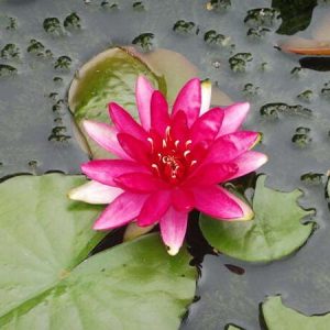 Nénuphar Nymphaea 'Red Paradise'