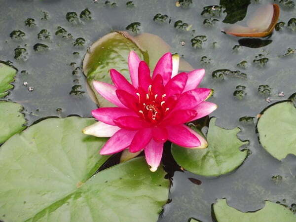 ninfea-red-paradise-3