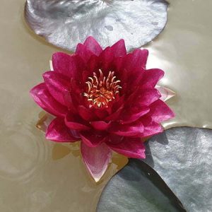 Nénuphar Nymphaea 'Red Queen'