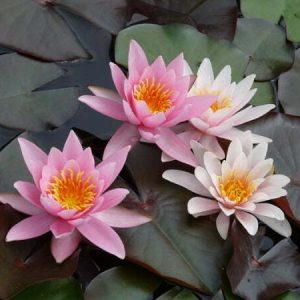 Nénuphar Nymphaea 'Rosennymphe'