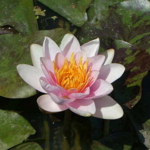 Nénuphar Nymphaea 'Shady Lady'