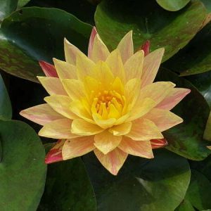 Nénuphar Nymphaea 'Siam Fantasy'
