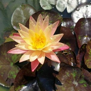 ninfea-siam-fantasy