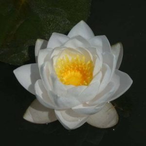 Nénuphar Nymphaea 'Siam Jasmine'