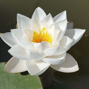 ninfea-siam-jasmine-4