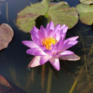 Nénuphar Nymphaea 'Siam Purple'
