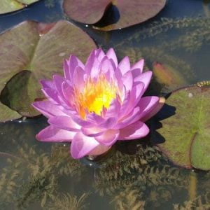 ninfea-siam-purple-4