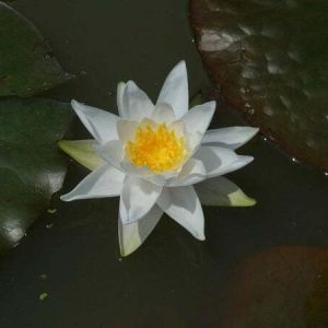 Nénuphar Nymphaea 'Souvenir De Fridolfing'