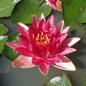 Nénuphar Nymphaea 'Steven Strawn'