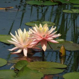 Nénuphar Nymphaea 'Sunny Pink'