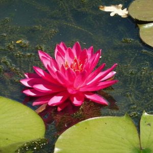 Nénuphar Nymphaea 'Tan Khwan'