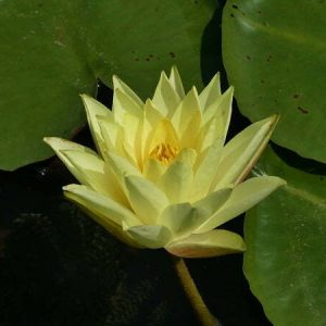 Nénuphar Nymphaea 'Texas Dawn'