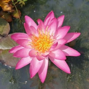 ninfea-thai-delight-3