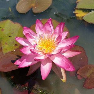 Nénuphar Nymphaea 'Thai Delight'