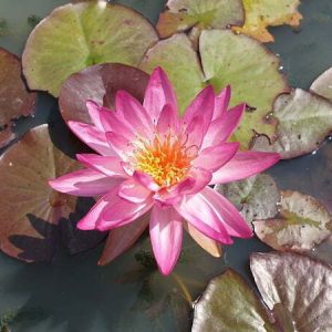 ninfea-thai-delight-4