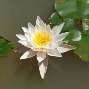 Nénuphar Nymphaea 'Walter Pagels'