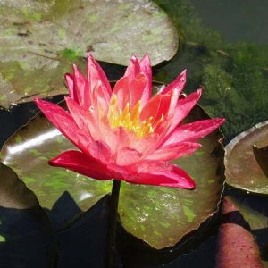 Nénuphar Nymphaea 'Wanvisa'