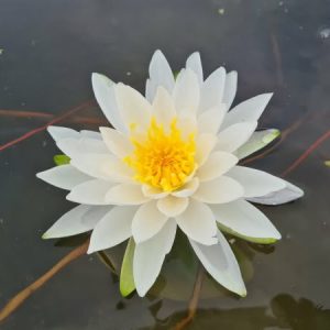 Nénuphar Nymphaea 'White Sensation'