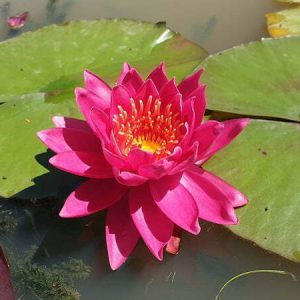 Nénuphar Nymphaea 'Wow'