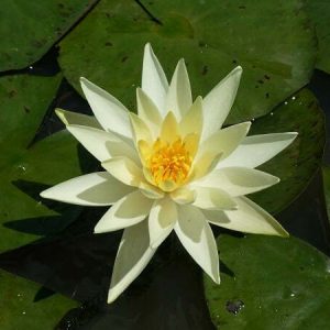 Nénuphar Nymphaea 'Yellow Princess'