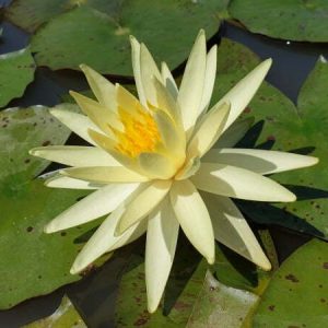 Nénuphar Nymphaea 'Yellow Queen'
