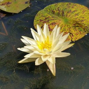 Nénuphar Nymphaea 'Yellow Watermelon'