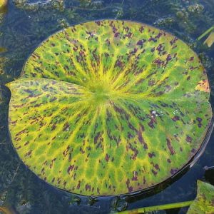 ninfea-yellow-watermelon-4
