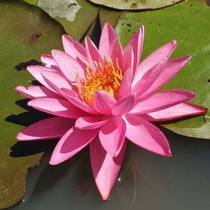 ninfea-yogi-gi-3