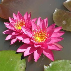 Nénuphar Nymphaea 'Yogi Gi'