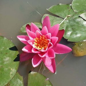 Nénuphar Nymphaea 'Yuh Ling'