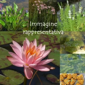 kit-laghetto-facile-img-rappresentativa
