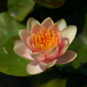 Nénuphar Nymphaea 'Aurora'